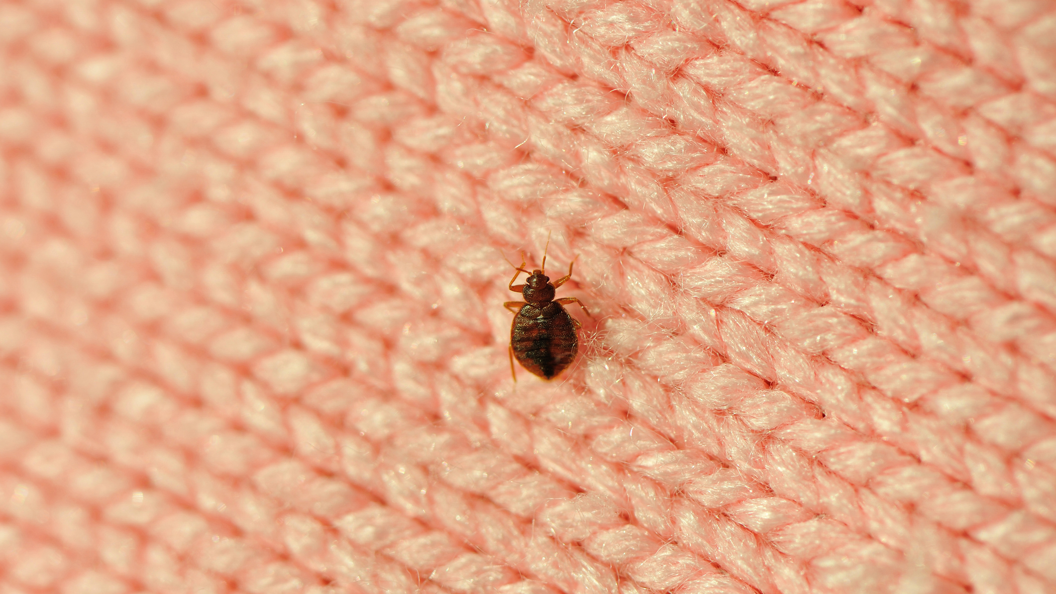 Bed bug fact sheet | Public Service Alliance of Canada