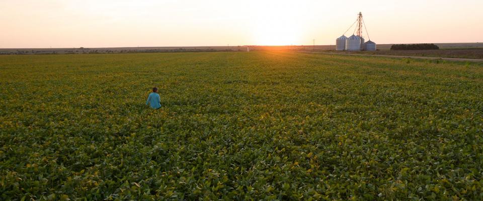 Farmer standing in a green field on a farm at sunset. 