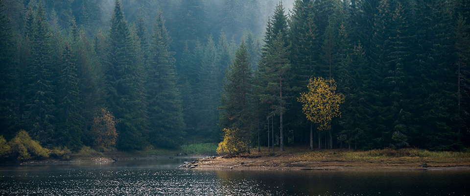natural resources graphic a foggy lake surrounded by trees