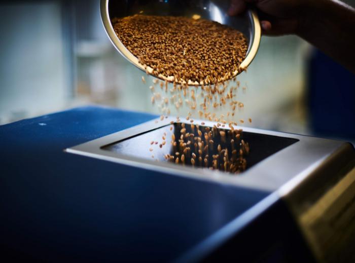 Grain pouring into weigh station