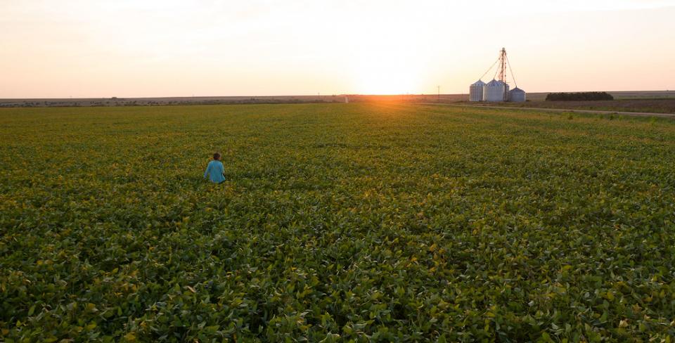 Farmer standing in a green field on a farm at sunset. 