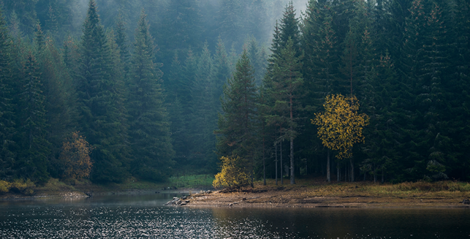 a foggy lake surrounded by trees
